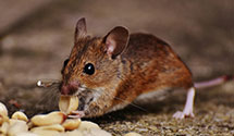 24 Hour & Emergency Exterminators in Bank Of Ny Mellon, PA